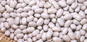 インゲン豆の種類