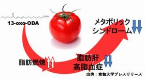 トマトはメタボリックシンドロームを予防