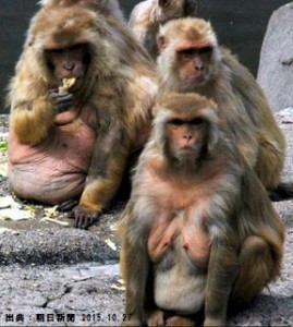 メタボ猿は糖尿病のリスクが大きい