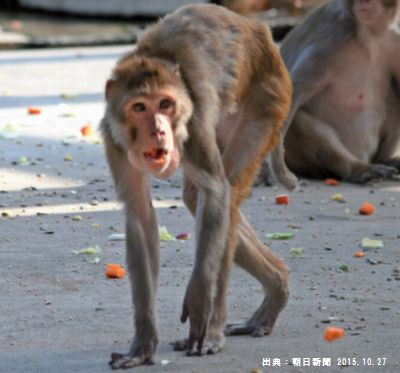 動物園のメタボ猿が末期の糖尿病に、、、