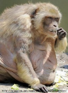 超メタボ猿は糖尿病が間近です