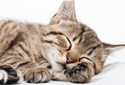 糖尿病の夜間高血糖と睡眠の関係