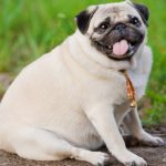 飼い犬の糖尿病を予防
